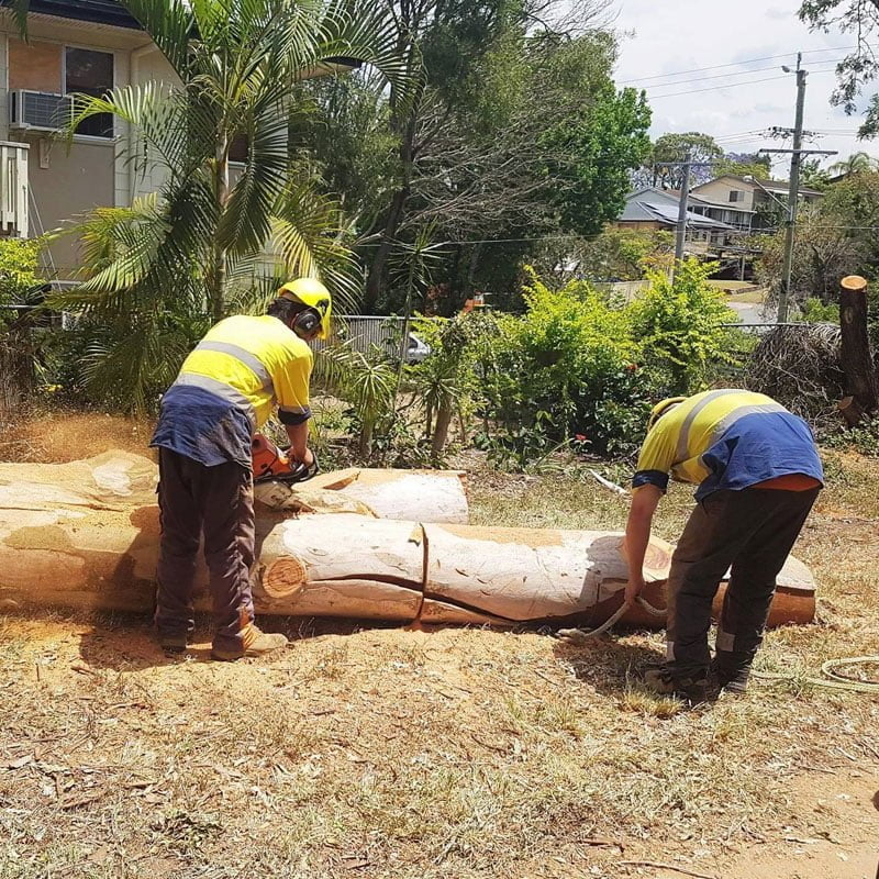 Aussie Tree Solutions Experts In Tree Removal, Tree Cutting, Arborist Services & More