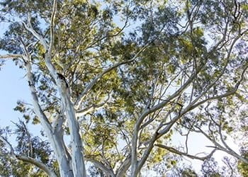 Aussie Tree Solutions Reputable Brisbane Arborists