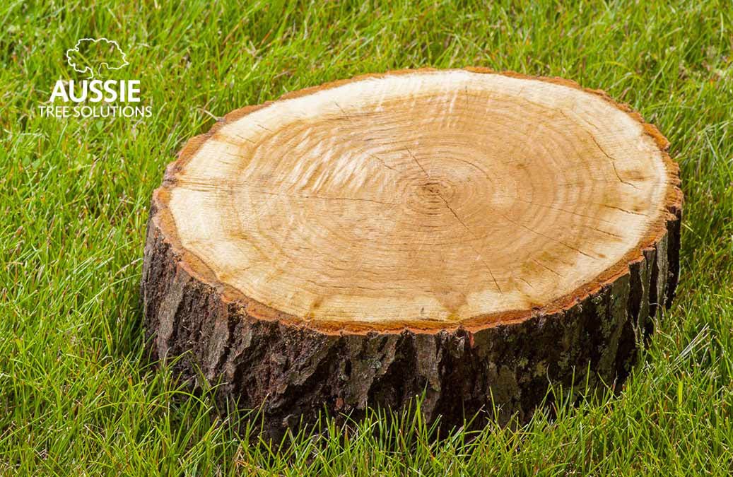 Aussie Tree Solutions When To Hire A Tree Stump Grinding Service