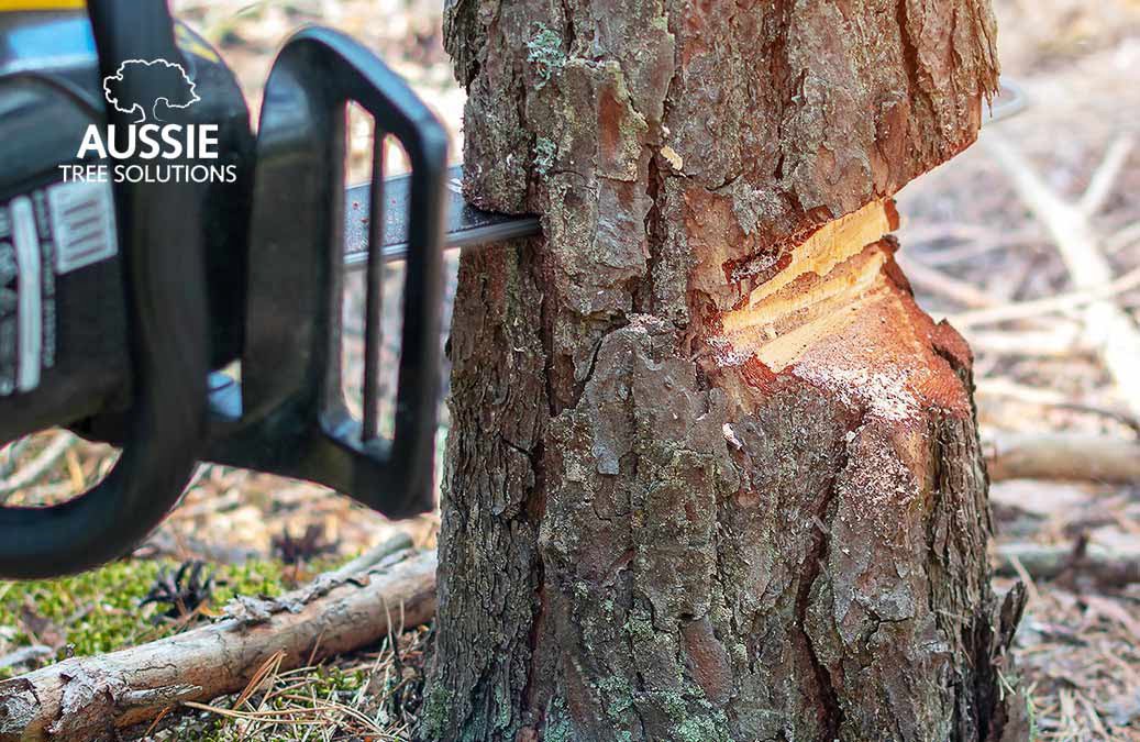 Aussie Tree Solutions How To Cut A Tree Down Safely