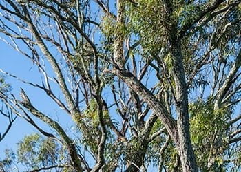 Aussie Tree Solutions Why Hire Aussie Tree Solutions For Your Commecial Tree Services