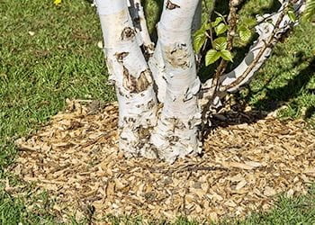 Aussie Tree Solutions Benefits Of Using Mulch