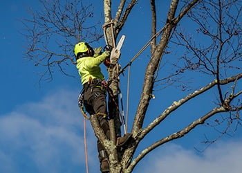 Aussie Tree Solutions Professionals vs DIY