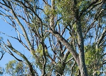 Aussie Tree Solutions What Factors Determine The Cost