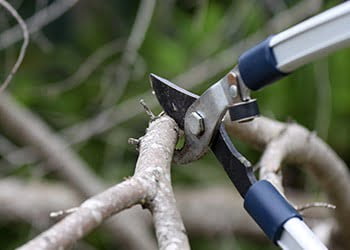 Aussie Tree Solutions Pruning