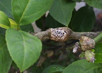 Aussie Tree Solutions Citrus Gall Wasp