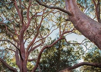 Aussie Tree Solutions Choose The Tree Species Best Suited