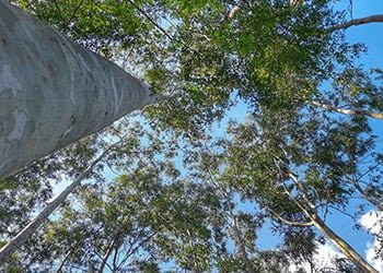 Aussie Tree Solutions Healthy