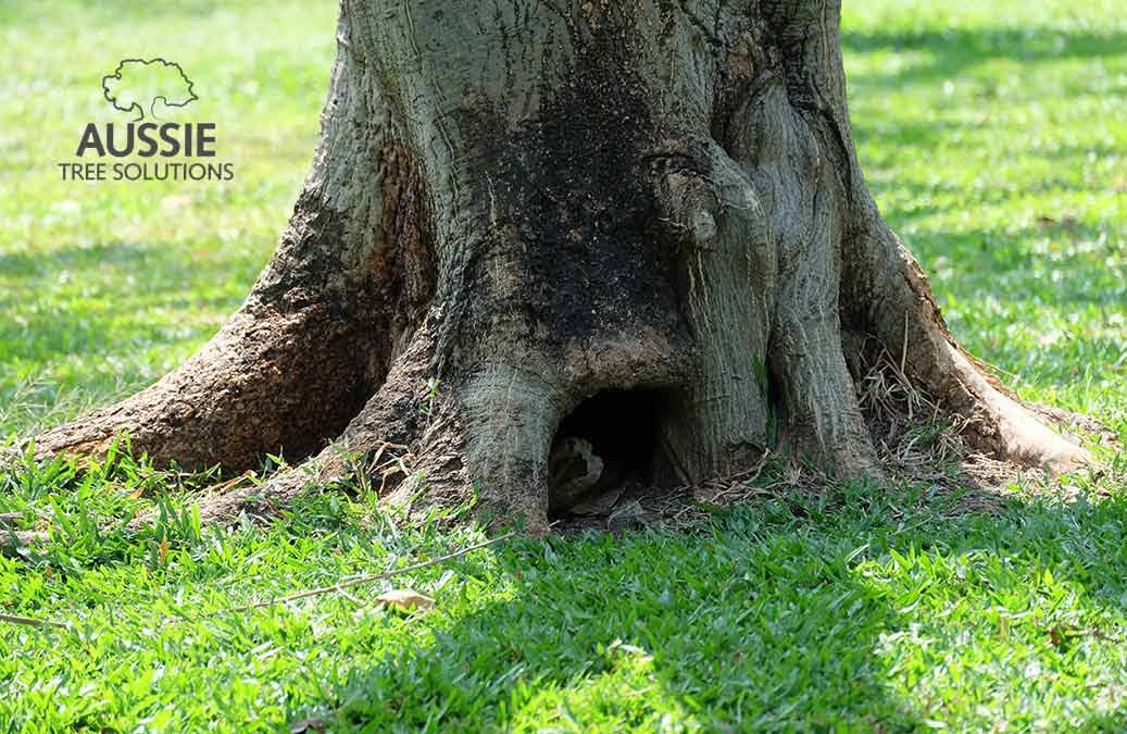 Aussie Tree Solutions Tree Root Management Tips For Homeowners