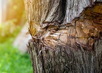 Aussie Tree Solutions Benefit