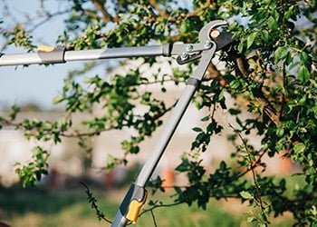 Aussie Tree Solutions When You Should Prune Your Trees