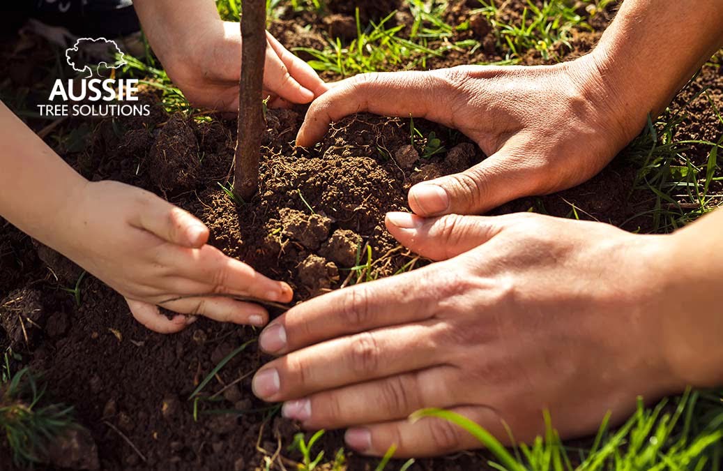 Aussie Tree Solutions Tree Planting In Brisbane How To Choose The Right Trees For Your Garden