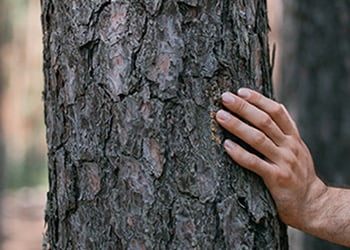 Aussie Tree Solutions Arborist Inspections
