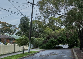 Aussie Tree Solutions Assess The Damage