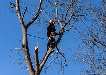 Aussie Tree Solutions Remove Dead Trees