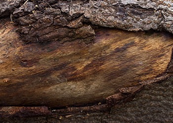 Aussie Tree Solutions Repair Torn Bark