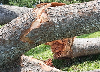 Aussie Tree Solutions Uprooted Trees