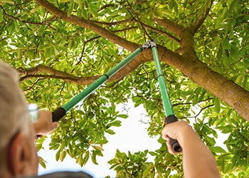 Aussie Tree Solutions General Pruning For Maintenance Or Deadwooding