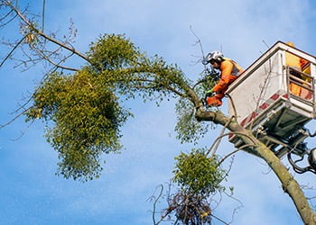 Aussie Tree Solutions Get The Job Done Right