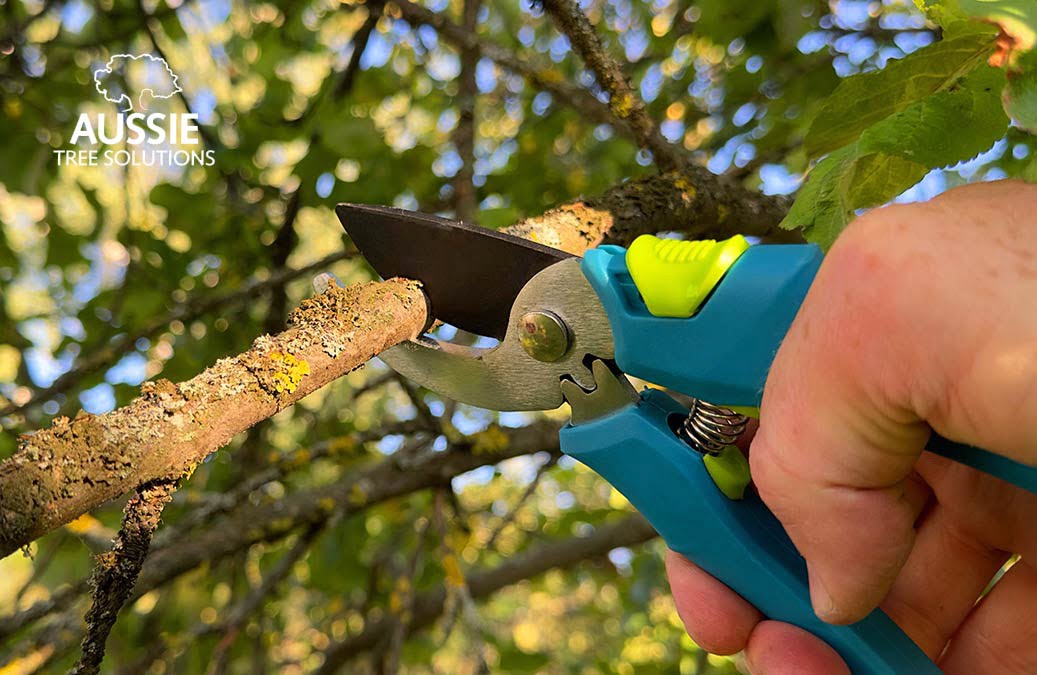 Aussie Tree Solutions Understanding The Different Types Of Tree Pruning Techniques