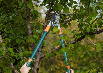 Aussie Tree Solutions For The Home Gardener