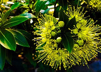 Aussie Tree Solutions Golden Penda