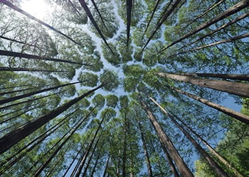 Aussie Tree Solutions Arboricultural Organisations