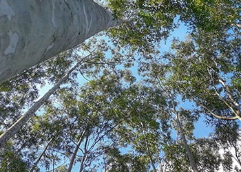 Aussie Tree Solutions Hire The Professionals