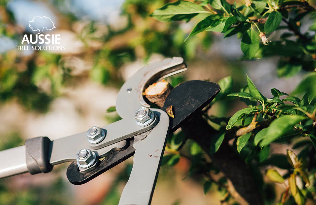 Pruning Practices That Hurt Trees