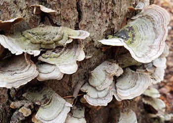 Aussie Tree Solutions Fungus